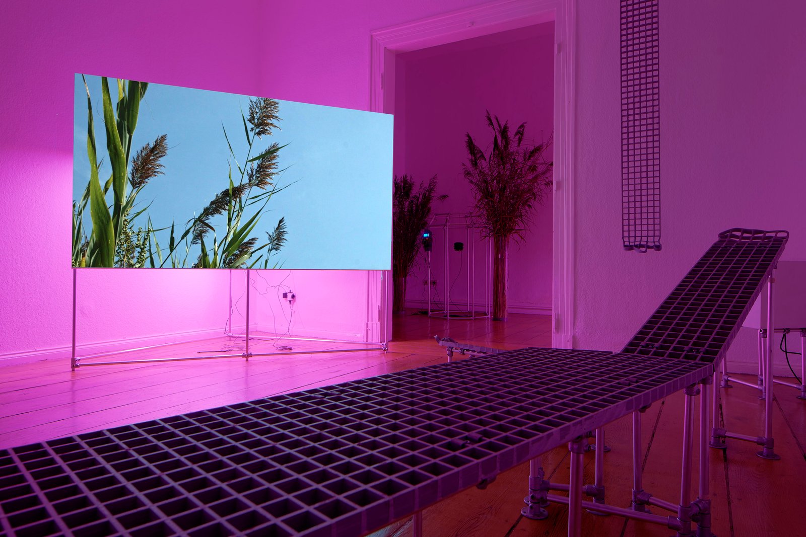 ‘The Starlight Dims Its Blissful Gaze, The Springs Are Steaming—We Descend in Haze.’ For their exhibition at the Kunstverein Arnsberg, they are focusing on Kirkpatrick Marsh in Maryland, USA. Following their stay there, they are presenting a spatial and visual translation of their research. In this moorland landscape, they met scientists from the Smithsonian Environmental Research Centre (SERC), who are investigating how plant and animal species react to fluctuations in CO2, temperature, nitrogen, methane and sea level rise. Here, global climate change is manipulated in specific architectural and computer-controlled infrastructures to simulate conditions in the next century. Impressive aerial shots combined with close-ups of the multi-diverse flora and fauna form the visual basis of the film ‘Moors and Mires/Kirkpatrick Marsh’. In interview excerpts, the scientists working at Kirkpatrick Marsh talk about their work and their findings. The documentary character of their film increasingly becomes a dark, computer-generated narrative. The spatial elements of the exhibition are visual echoes of the swamp scenery, transforming the scientific narratives and their aesthetics into a poetic vision of the future with the sensation of one being in the landscape. Phragmites australis, an ‘invasive’ grass species, is one of the main characters in the artistic-ecological narrative. The plants have existed for several hundred years, but it is only in the last thirty to fifty years that they have become a problem in the Kirkpatrick Marsh in Maryland. As an invasive species, they spread and dominate the landscape. In their video work, they immerse themselves in the magical-realistic dimension invoked by the swamp and its appearance, using the same coloured growing light as the lamps that enable the young Phragmites australis to grow in the dark. We also recognise the architectural interventions used in the Kirkpatrick Marsh in the form of octagonal structures and cube-shaped elements to ensure accurate measurements. In the exhibition‘s reconstructed rectangular structures, Eeraerts and Aparicio Ronda use SERC devices to measure the CO2 concentration and temperature of the earth around the plants positioned in the room. They also serve as the structure for the audio installation and provide the soundscape for the space. In their exhibition, the gloomy scientific predictions fit seamlessly into an atmosphere that blends legends, myths and stories into an overall installation designed to get under the viewer‘s skin. The symbiosis between the technical and scientific equipment and the aura of the vast marshland is alarming. How can we learn from the swamp about future strategies for survival in times of climate change? One scientist‘s conclusion is as disillusioning as it is reassuring: ‘It may not necessarily be good for humans, but the Earth itself will continue to exist.’